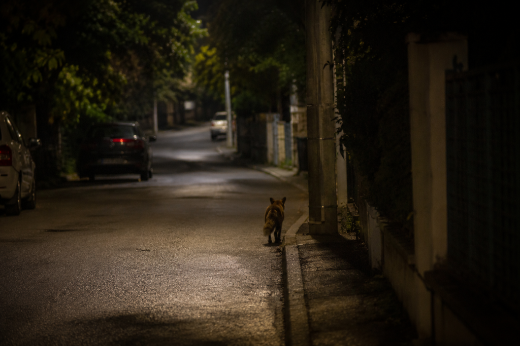 Lisica u urbanom okruženju