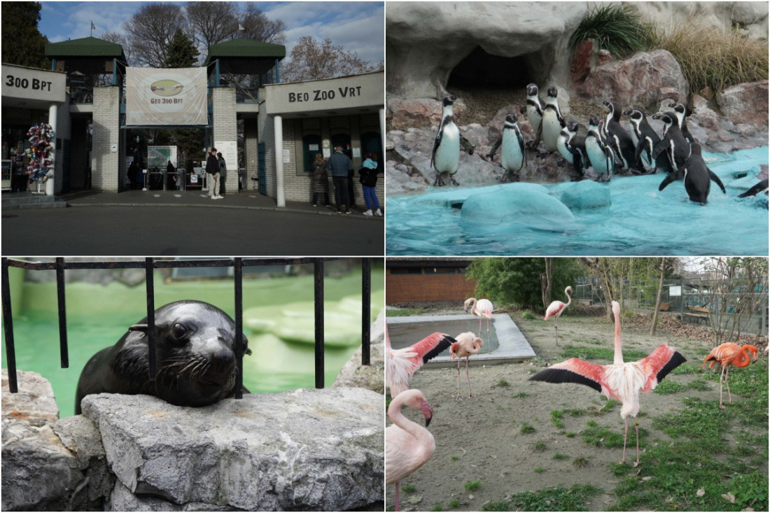 Kolaž fotografija iz Beo zoo-vrta: ulaz u vrt, Humboltovi pingvini kraj bazena, morski lav i flamingosi