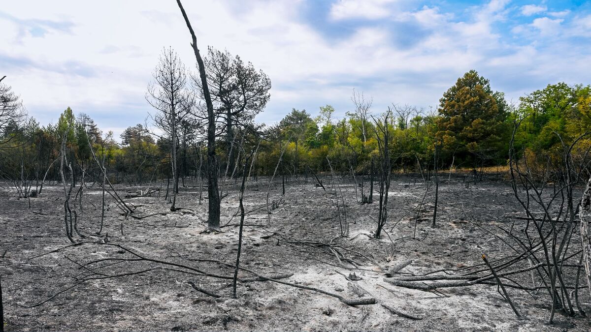 Izgorelo šumsko zemljište sa pougljenim stablima i pepelom, u pozadini nezahvaćeno zelenilo